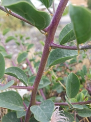 Capparis spinosa