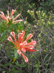 Lambertia multiflora