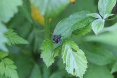 Platystoma seminationis