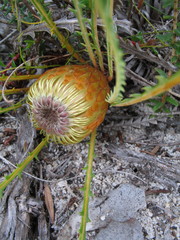 Banksia nivea nivea