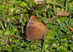 Arhopala madytus
