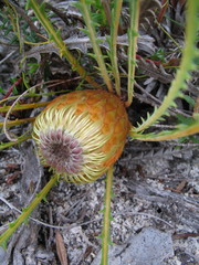 Banksia nivea nivea
