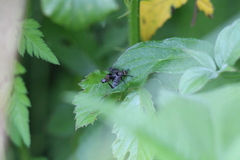 Platystoma seminationis