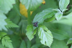 Platystoma seminationis