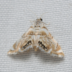 Eoparargyractis irroratalis