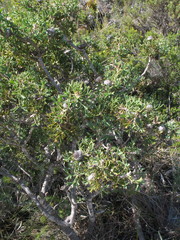 Isopogon dubius