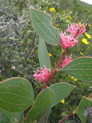 Hakea neurophylla