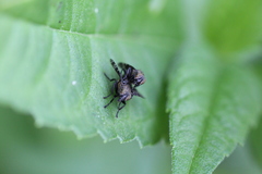 Platystoma seminationis