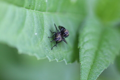 Platystoma seminationis