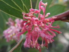 Hakea neurophylla