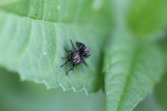 Platystoma seminationis