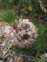 Isopogon asper