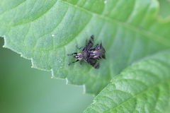 Platystoma seminationis