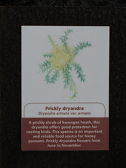 Banksia armata armata