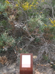 Banksia armata armata