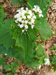 Alliaria petiolata