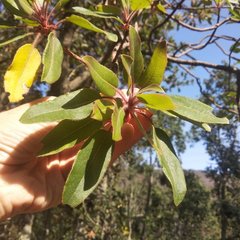 Arbutus tessellata
