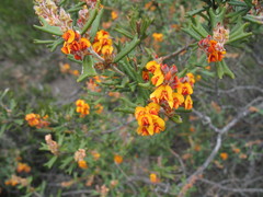 Gastrolobium polystachyum