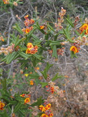 Gastrolobium polystachyum