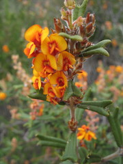 Gastrolobium polystachyum