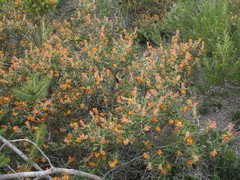 Gastrolobium polystachyum