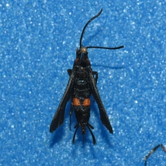 Sannina uroceriformis