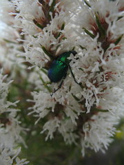 Hakea costata