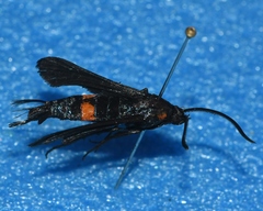 Sannina uroceriformis