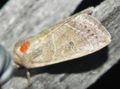 Ulolonche culea