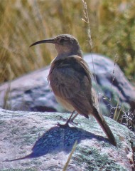 Upucerthia validirostris