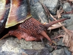 Monadenia infumata callidina