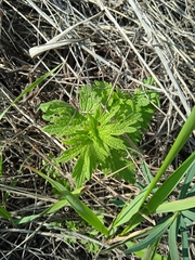 Leonurus quinquelobatus