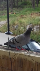 Columba livia domestica