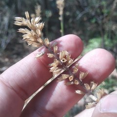 Salvia lavanduloides