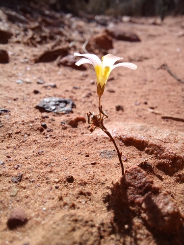 Image of Minileaf Sorrel (Oxalis burkei) by (c) Danie Palm, some rights reserved (CC BY)