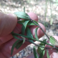 Salvia lavanduloides