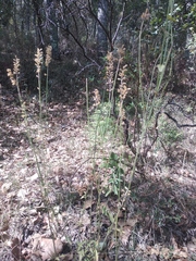 Salvia lavanduloides