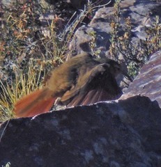 Upucerthia validirostris