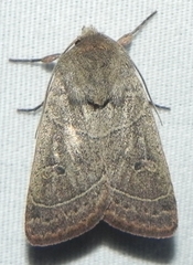 Ulolonche culea