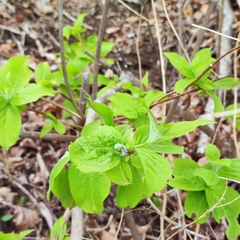 Weigela praecox