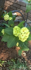 Euphorbia
