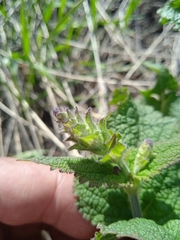 Phlomoides tuberosa