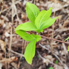 Weigela praecox