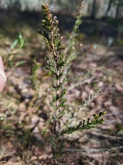 Calluna vulgaris