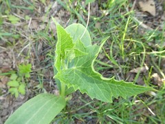 Echinocystis lobata