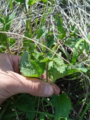 Phlomoides tuberosa