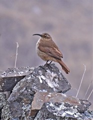 Upucerthia validirostris