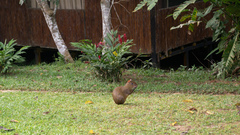 Dasyprocta variegata