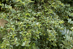 Maytenus peduncularis