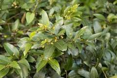 Maytenus peduncularis